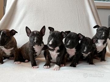 Privato/ cucciolo di Bullterrier miniature