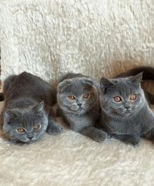 Scottish fold/straight