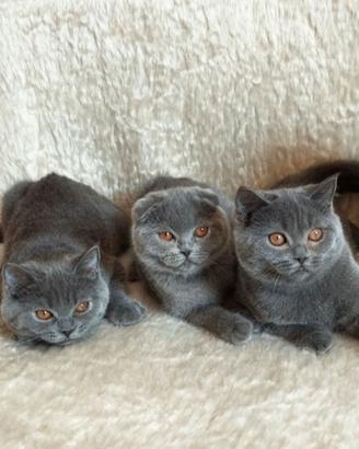 Scottish fold/straight