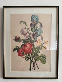 Set sette quadri botanici f.lli Rizzi milano.