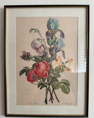 Set sette quadri botanici f.lli Rizzi milano.