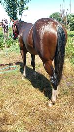 Cavallo Quarter Horse