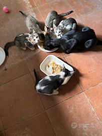 Regalasi gattini