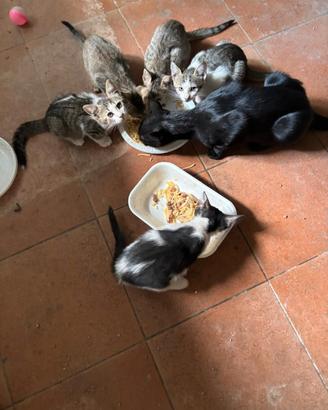 Regalasi gattini