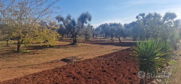 Uliveto nell'agro di Sava prov Taranto