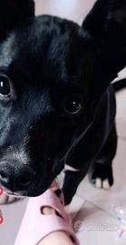Cane animali