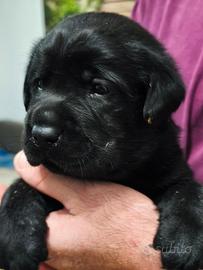 Cucciolo Labrador nero