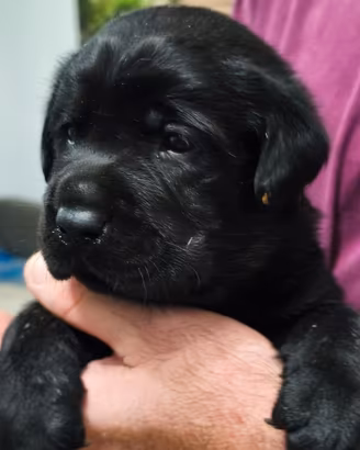 Cucciolo Labrador nero