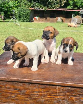 Jack Russell
