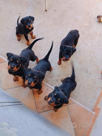 Cuccioli Rottweiler 