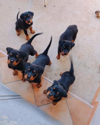 Cuccioli Rottweiler 
