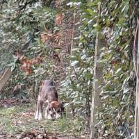 Cane da cinghiale