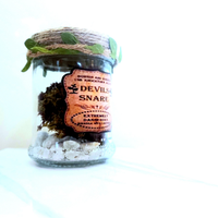 Harry Potter | Tranello del Diavolo