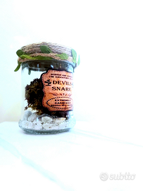 Harry Potter | Tranello del Diavolo