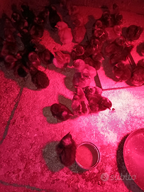 Pulcini amrocks e marans