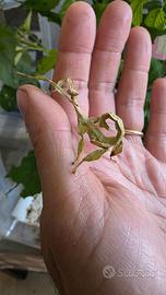 Insetti foglia secca extatosoma