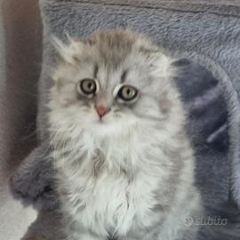 Gattini Scottish