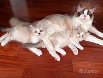 Gatti Ragdoll Udine Pedigree