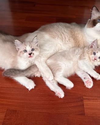 Gatti Ragdoll Udine Pedigree