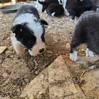 Cuccioli Border Collie