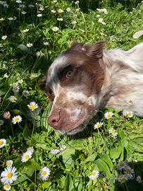 SETTER INGLESE 15 mesi