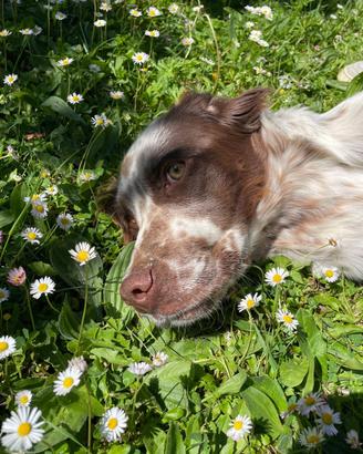 SETTER INGLESE 15 mesi