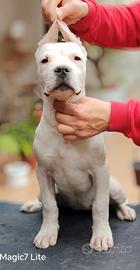 Cucciola di Dogo Argentino