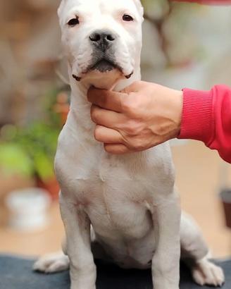 Cucciola di Dogo Argentino