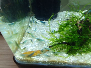 Neocaridine davidi aura azzurra per acquario