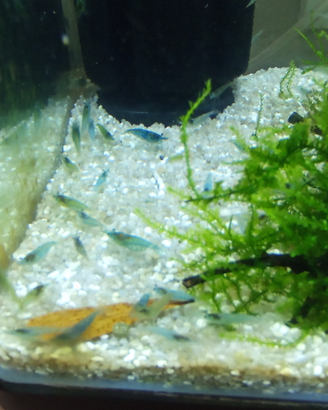 Neocaridine davidi aura azzurra per acquario