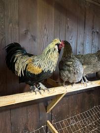 Razze pregiate Olive Egger, Araucana, Marans