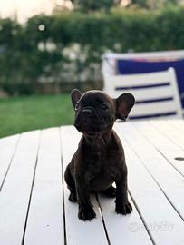 Bulldog Francese