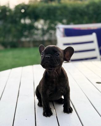 Bulldog Francese