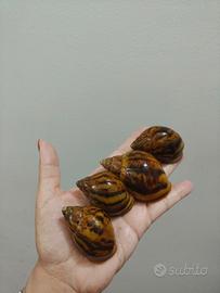 Achatina e Lissachatina