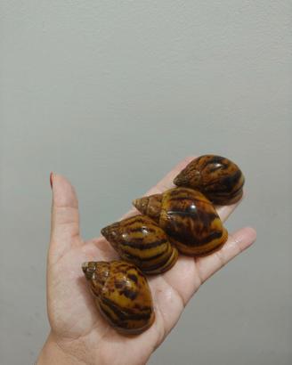 Achatina e Lissachatina