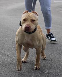 Pitbull femmina - Animali In vendita a Milano