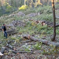 Lavori boschivi, forestali e giardinaggio