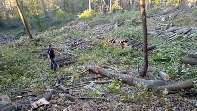 Lavori boschivi, forestali e giardinaggio
