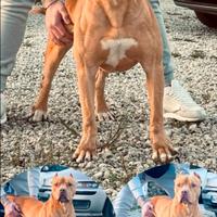 Disponibile pitbull ukc per monta