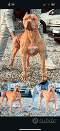 Disponibile pitbull ukc per monta