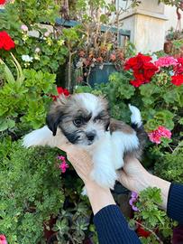 Cucciola di Shih-Tzu