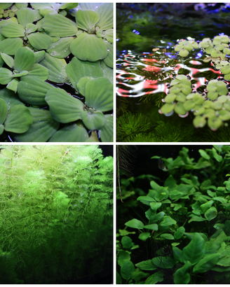 Quattro piante per acquario
