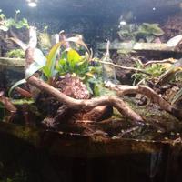 Acquario terracquario per pesci e rettili