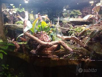 Acquario terracquario per pesci e rettili