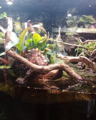 Acquario terracquario per pesci e rettili