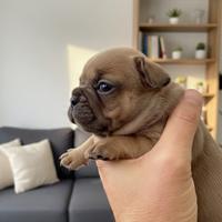 Bulldog francese