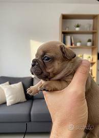 Bulldog francese