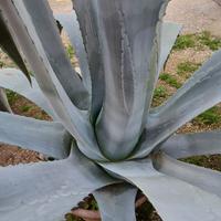 Agave