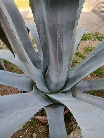 Agave