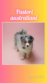 Pastori australiani